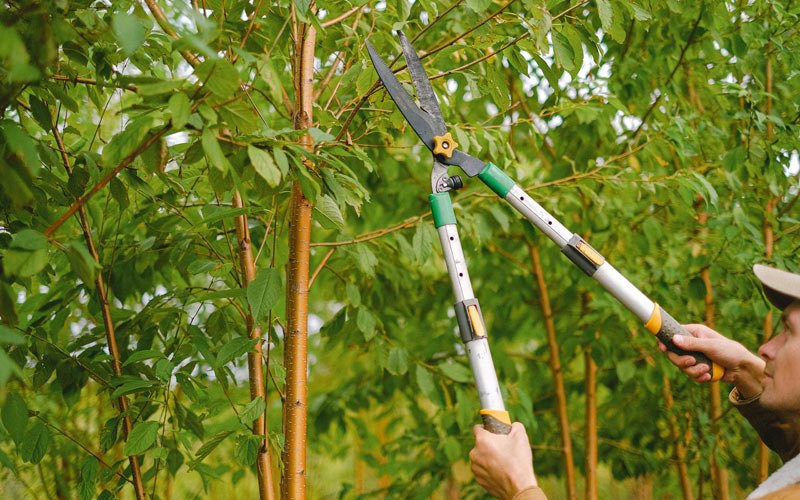Tree trimming in Solsberry, IN